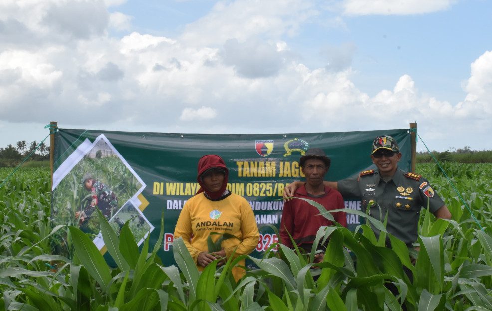 Dandim  0825/Banyuwangi Letkol Arh Joko Sukoyo menanam jagung bersama petani di Desa Siliragung (Pendim 0825)