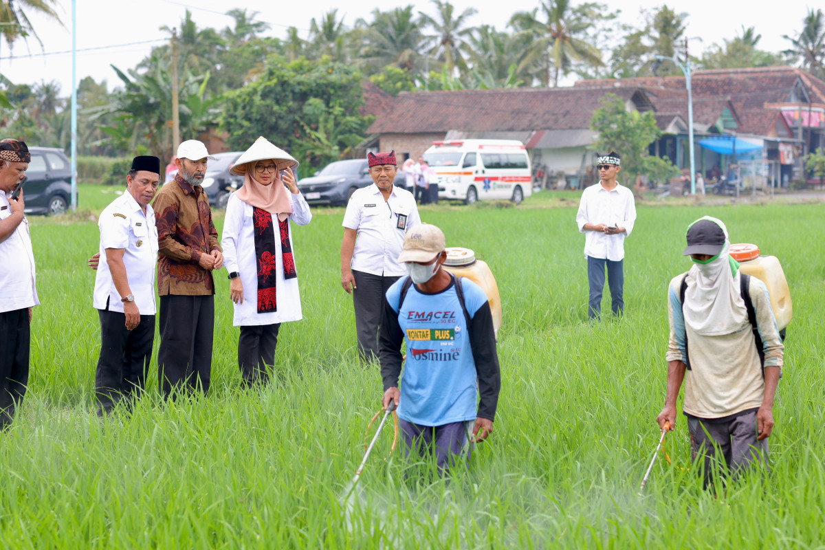 Bupati Banyuwangi Ipuk Fiestiandani melihat petani sedang mengolah lahannya (foto:istimewa)