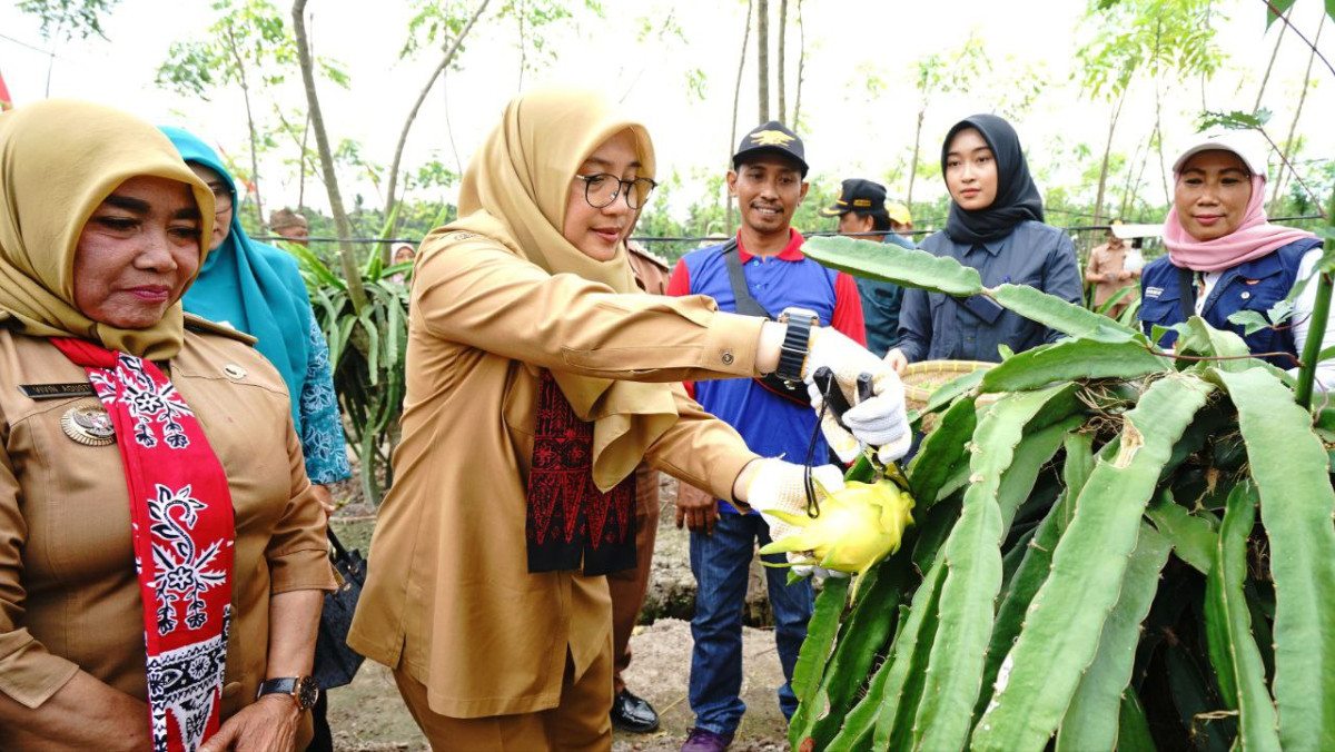 Bupati Banyuwangi Ipuk Fiestiandani memetik buah naga kuning di kebun milik mulyadi (foto: istimewa)