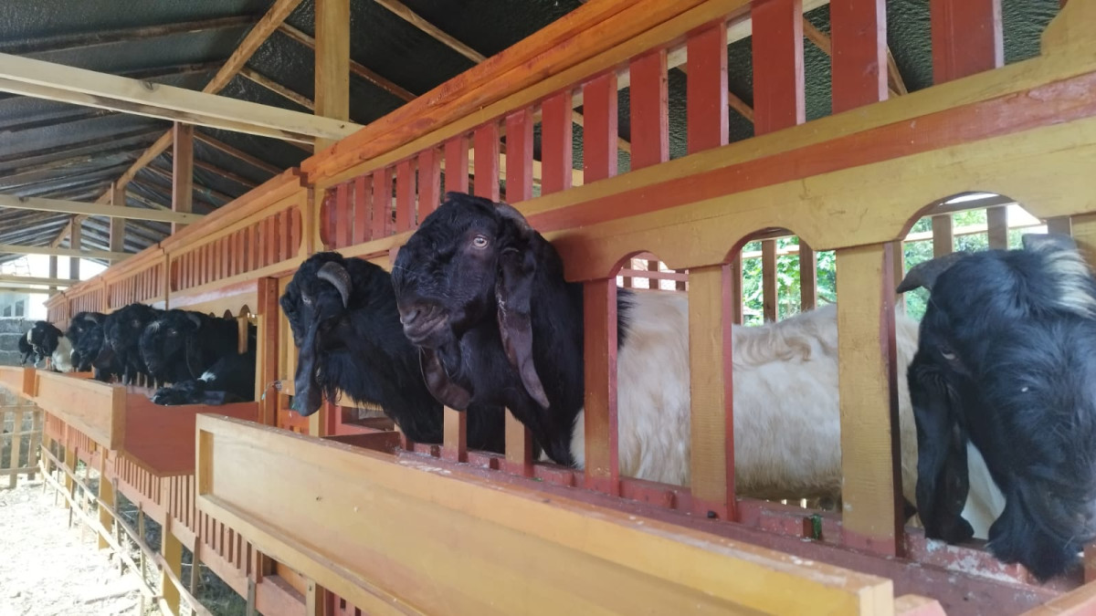 PT BSI Mendorong pertumbuhan peternak kambing di wilayah Kecamatan Pesanggaran