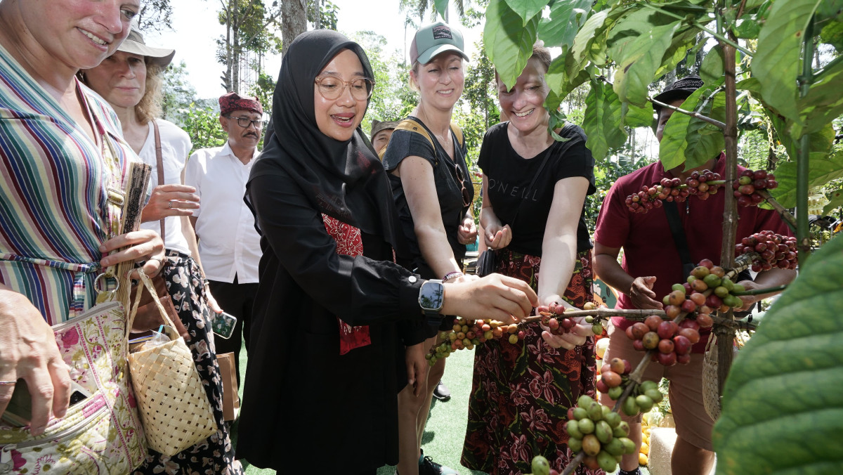 Bupati Banyuwangi Ipuk Fiestiandani memetik kopi saat menghadiri festival kopi rakyat (foto : istimewa)