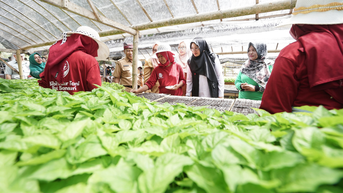 Bupati Ipuk Fiestiandani melihat lokasi penanaman bibit PKK di Greenhouse Desa Grogol. (Foto : Humas Pemkab Banyuwangi) 